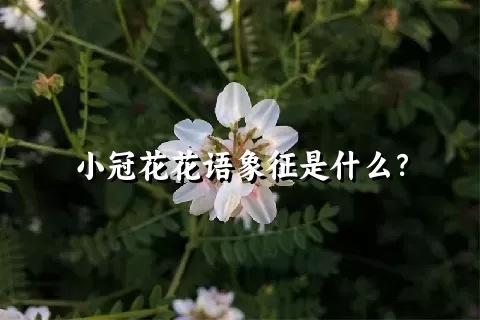 小冠花花语象征是什么？