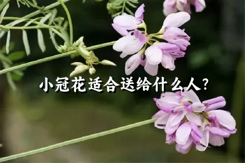 小冠花适合送给什么人？