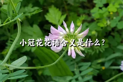 小冠花花语含义是什么？