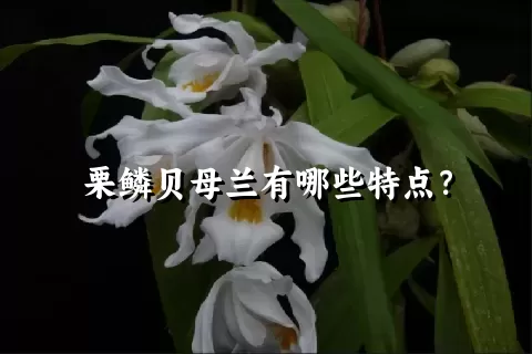 栗鳞贝母兰有哪些特点？