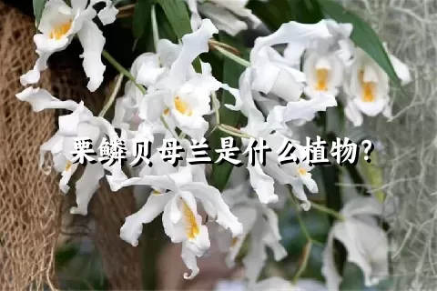 栗鳞贝母兰是什么植物？