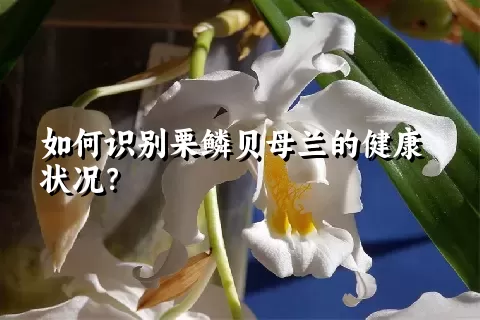 如何识别栗鳞贝母兰的健康状况？