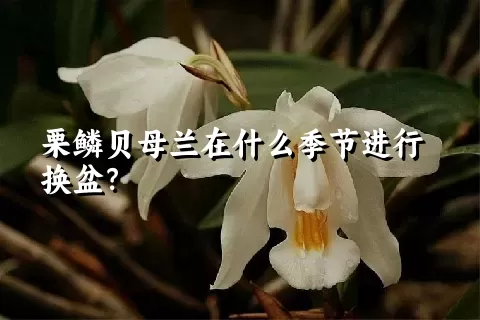 栗鳞贝母兰在什么季节进行换盆？