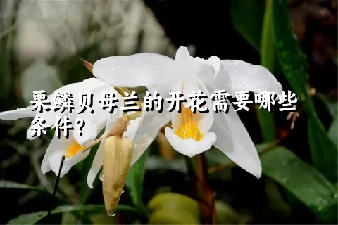 栗鳞贝母兰的开花需要哪些条件？