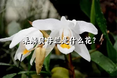 栗鳞贝母兰是什么花？