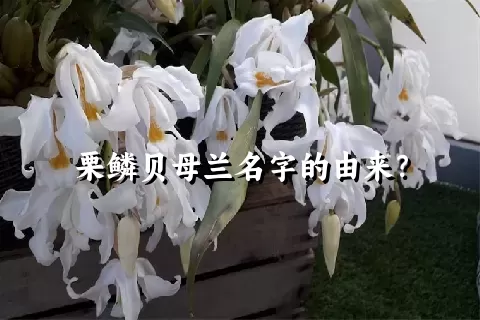 栗鳞贝母兰名字的由来？