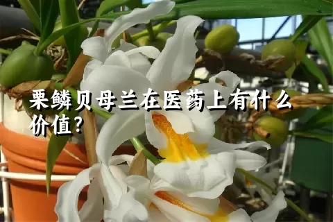 栗鳞贝母兰在医药上有什么价值？