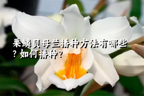 栗鳞贝母兰播种方法有哪些？如何播种？