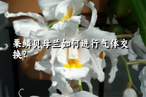 栗鳞贝母兰如何进行气体交换？