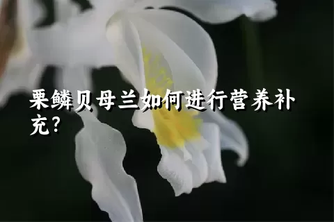 栗鳞贝母兰如何进行营养补充？