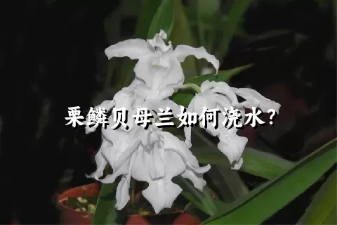 栗鳞贝母兰如何浇水？