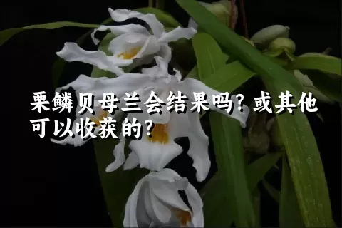 栗鳞贝母兰会结果吗？或其他可以收获的？