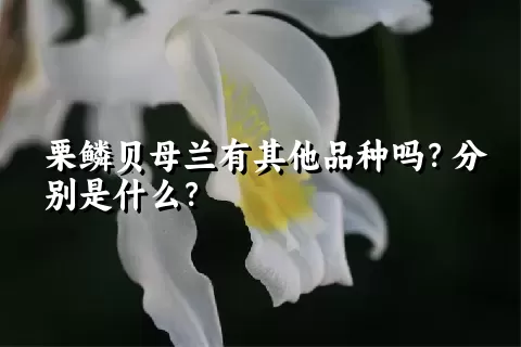 栗鳞贝母兰有其他品种吗？分别是什么？