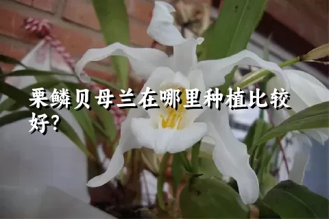 栗鳞贝母兰在哪里种植比较好？