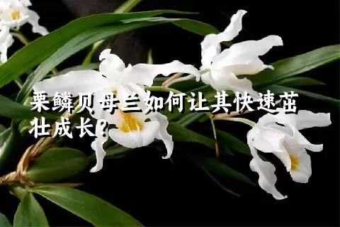 栗鳞贝母兰如何让其快速茁壮成长？