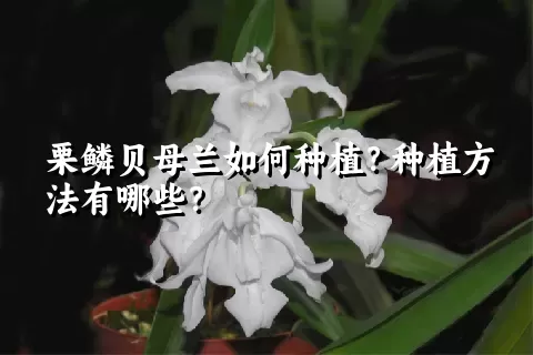 栗鳞贝母兰如何种植？种植方法有哪些？