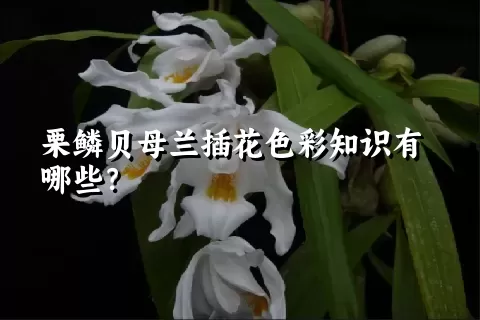 栗鳞贝母兰插花色彩知识有哪些？