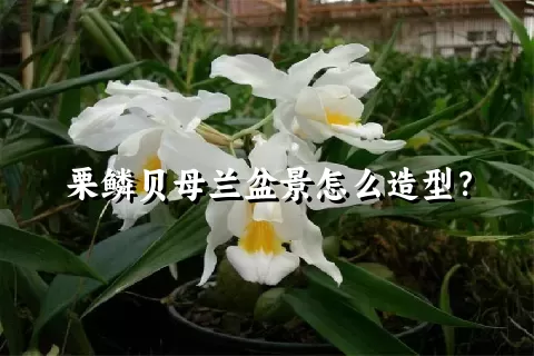 栗鳞贝母兰盆景怎么造型？