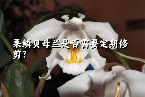 栗鳞贝母兰是否需要定期修剪？