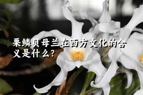 栗鳞贝母兰在西方文化的含义是什么？