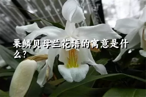 栗鳞贝母兰花语的寓意是什么？