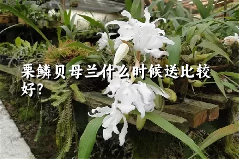 栗鳞贝母兰什么时候送比较好？