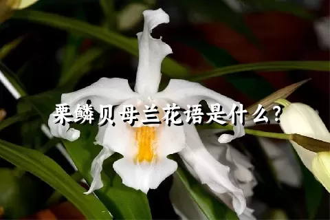 栗鳞贝母兰花语是什么？