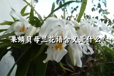 栗鳞贝母兰花语含义是什么？