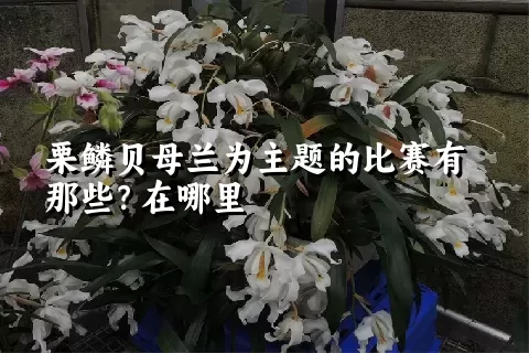 栗鳞贝母兰为主题的比赛有那些？在哪里