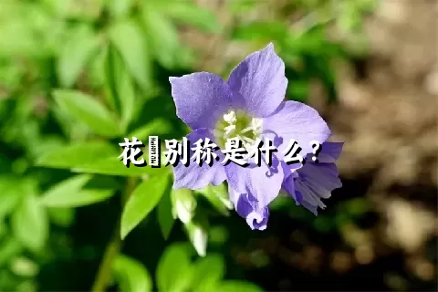 花荵别称是什么？