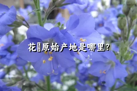 花荵原始产地是哪里？