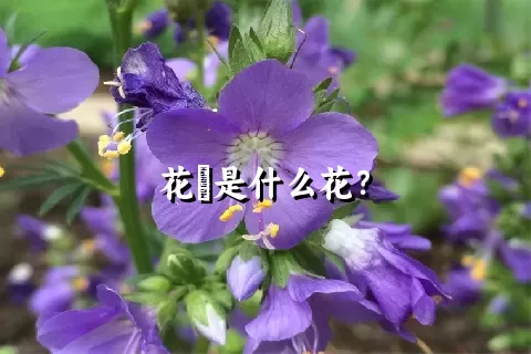 花荵是什么花？