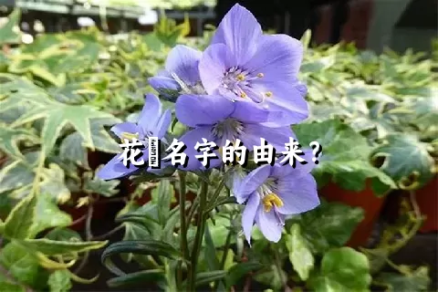 花荵名字的由来？