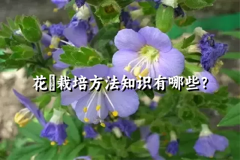 花荵栽培方法知识有哪些？