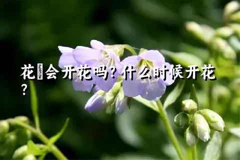 花荵会开花吗？什么时候开花？