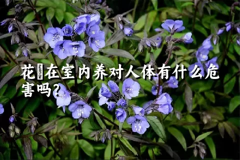 花荵在室内养对人体有什么危害吗？