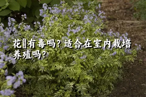 花荵有毒吗？适合在室内栽培养殖吗？