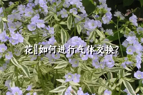 花荵如何进行气体交换？