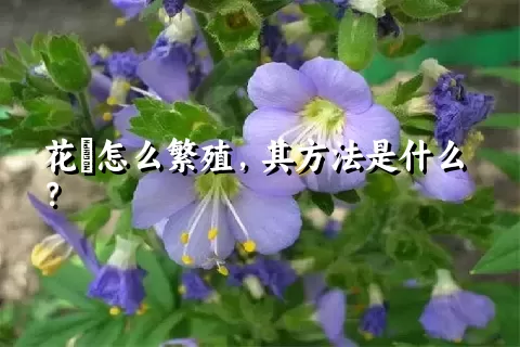 花荵怎么繁殖，其方法是什么？