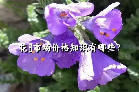 花荵市场价格知识有哪些？