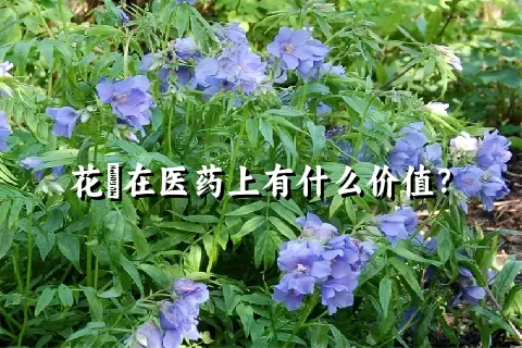 花荵在医药上有什么价值？