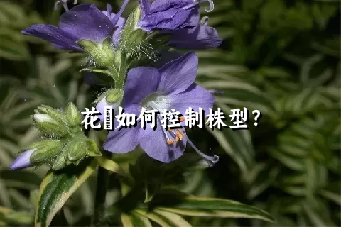 花荵如何控制株型？