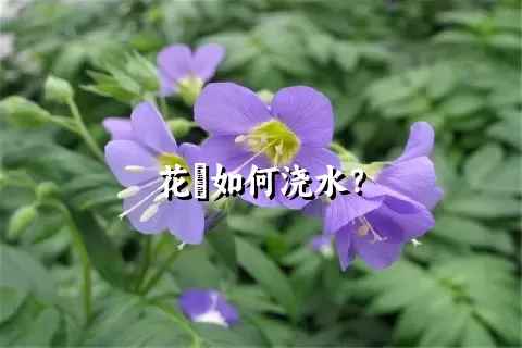 花荵如何浇水？