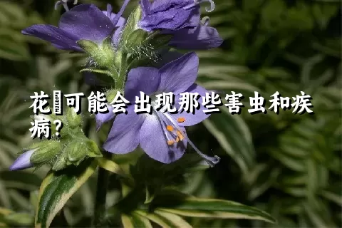 花荵可能会出现那些害虫和疾病？