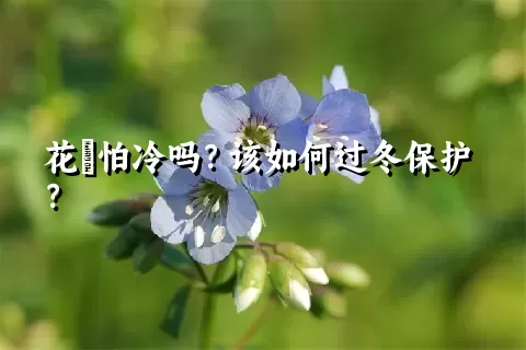 花荵怕冷吗？该如何过冬保护？