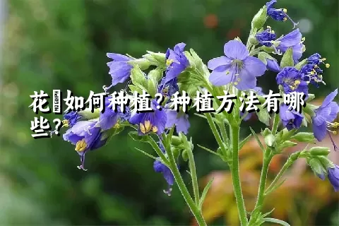 花荵如何种植？种植方法有哪些？