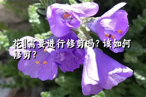 花荵需要进行修剪吗？该如何修剪？