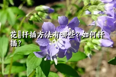 花荵扦插方法有哪些？如何扦插？