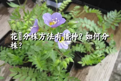 花荵分株方法有播种？如何分株？