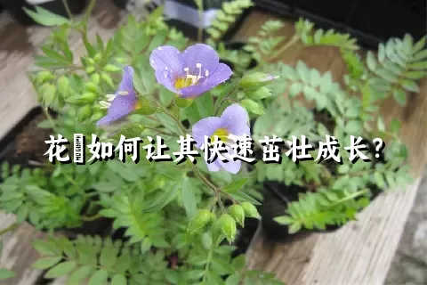 花荵如何让其快速茁壮成长？